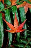 Red Maple Leaf on Fern